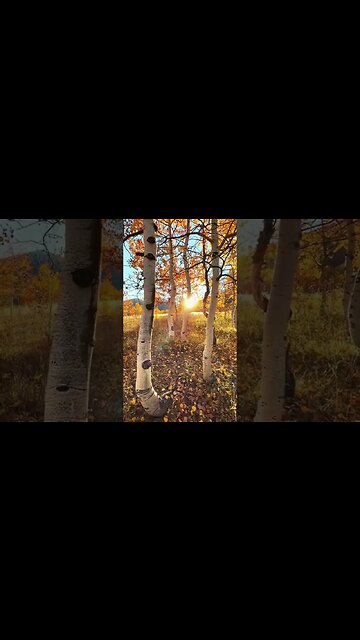 #Shorts Relaxing MUSIC For Stress Relief/Relaxing Music Sleep/Ambient Music