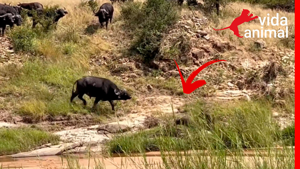 Leão ataca e captura búfalo sozinho - Vida Animal