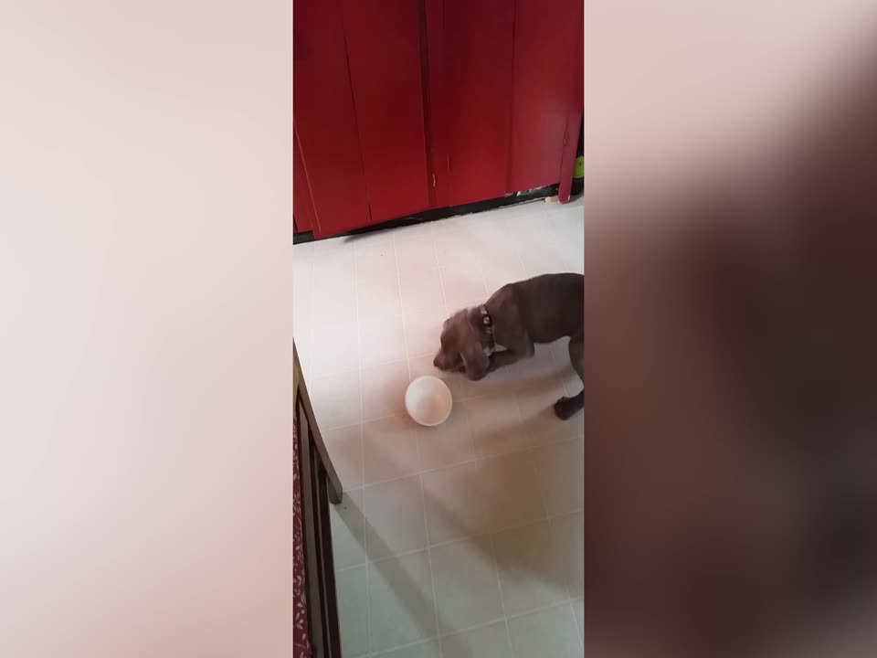 Fierce Puppy Faces off with Empty Bowl