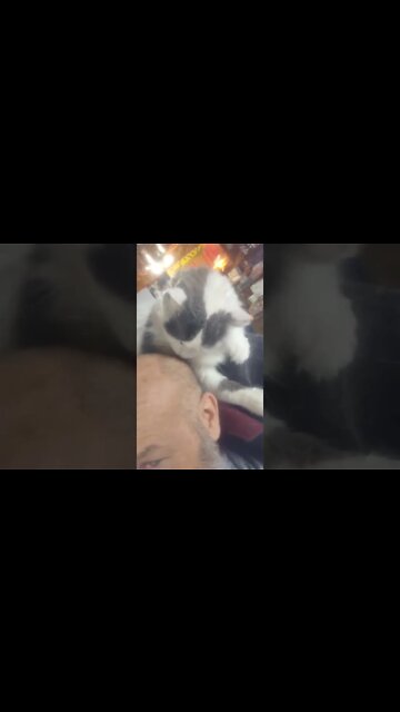 CAT CLEAN UP SCALPED MEMMORY