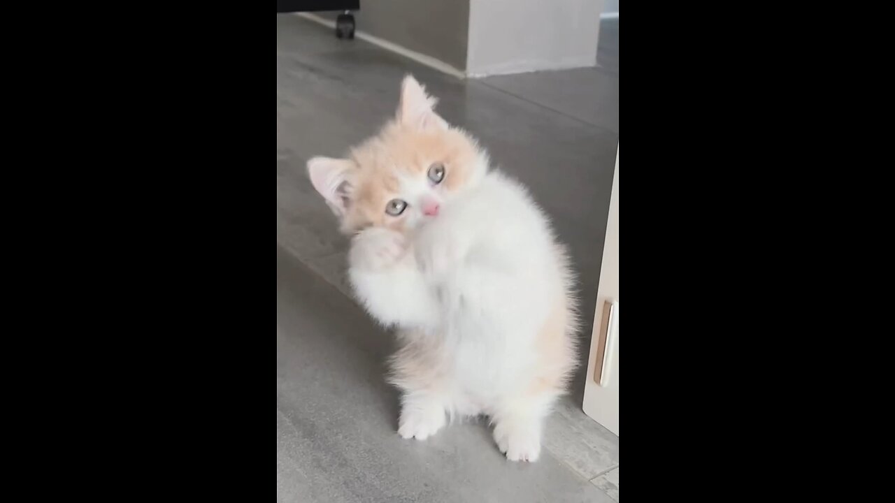 Cute cat dance 😁