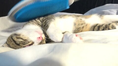 Cute Cat Loves the Deshedding Glove