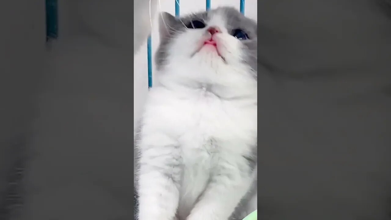 kucing imut lucu banget.. #short #kucinglucu #kucingimut #kucingmeong