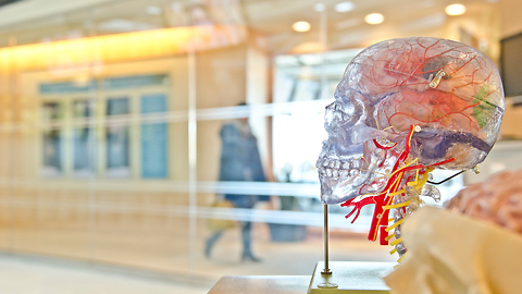 People Can Live While Missing a Huge Chunk of Their Brain