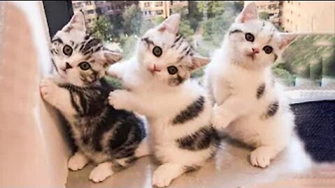Best Animals 🔴 2 Minutes of Funny Cats and Dogs Videos 2022! #14