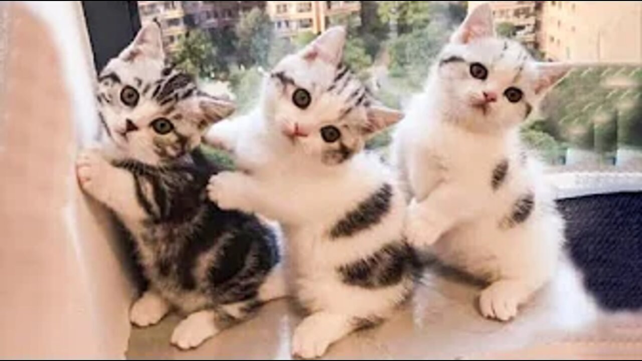 Best Animals 🔴 2 Minutes of Funny Cats and Dogs Videos 2022! #14