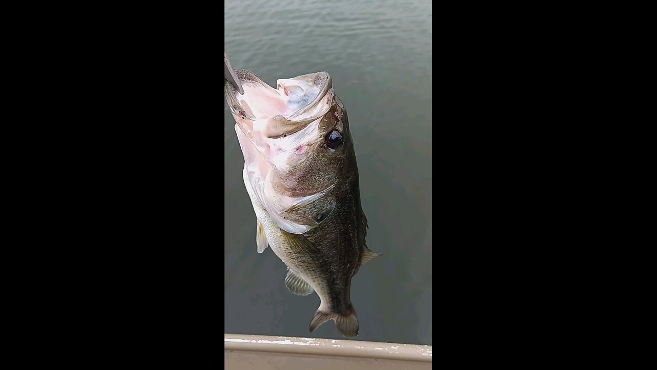 catch fish in duck river