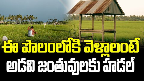 ఈ పొలంలోకి వెళ్లాలంటే అడవి జంతువులకు హడల్..| Even Animals Will Fear To Enter This farm | FBTV NEWS
