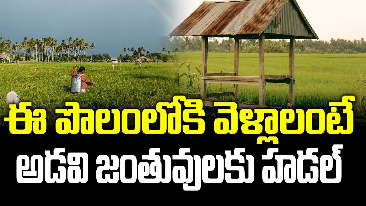 ఈ పొలంలోకి వెళ్లాలంటే అడవి జంతువులకు హడల్..| Even Animals Will Fear To Enter This farm | FBTV NEWS