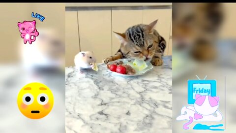 Shockiing 😳cat and rat... eating food together😜must watch
