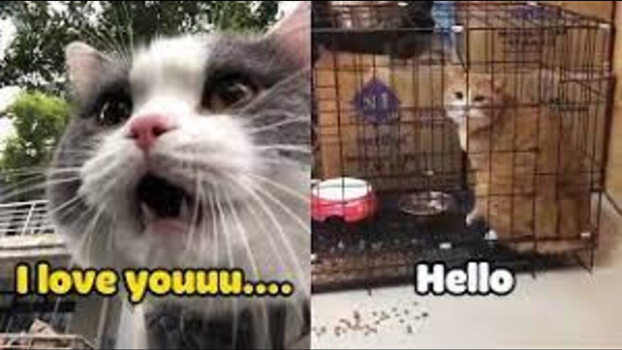 Cats talking !! these cats can speak english better than hooman