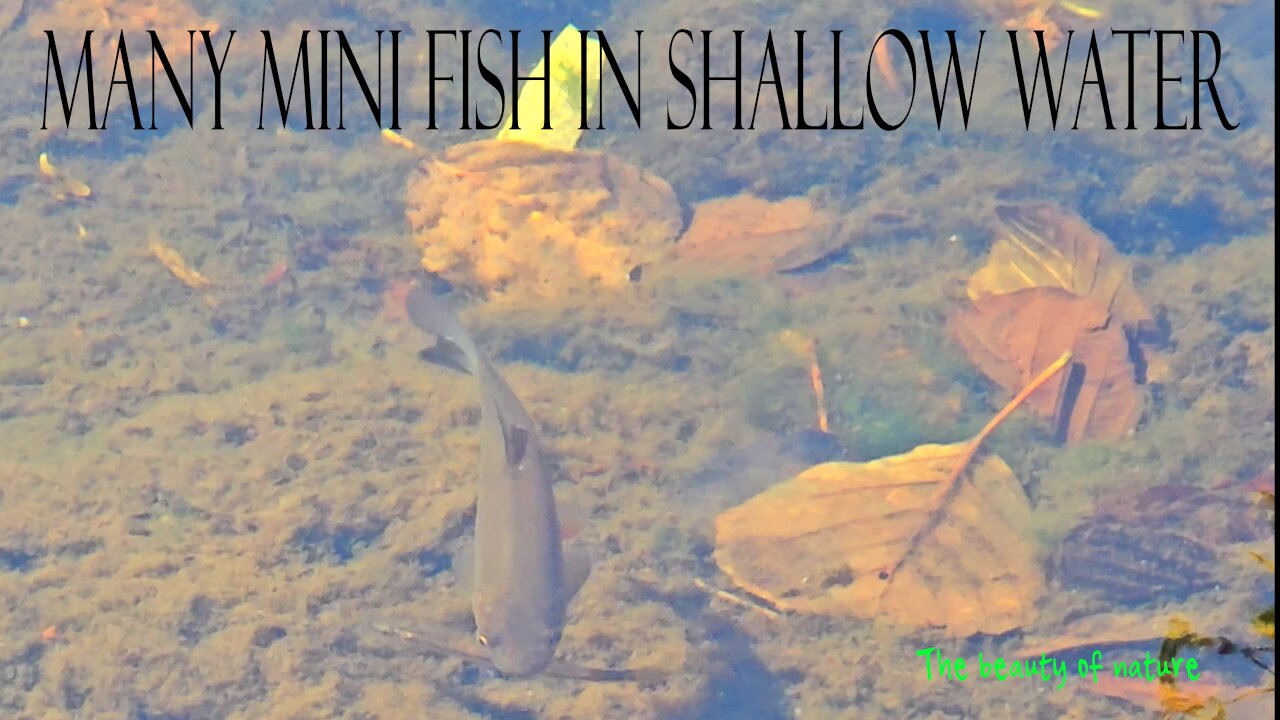 Many mini fish in shallow water/ beautiful fish in a beautiful river.