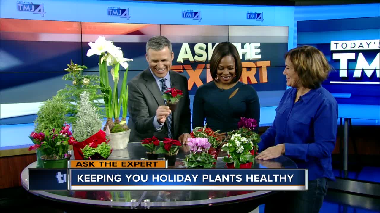 Ask the Expert: Caring for live Christmas trees