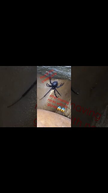 black widow spider😱😱 #shortsvideo #garden #blackwidow #tips #socialmedia #organic @TalkwithSally