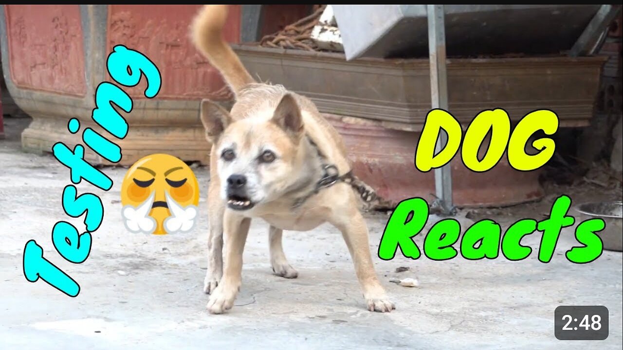 How dogs react seeing stranger