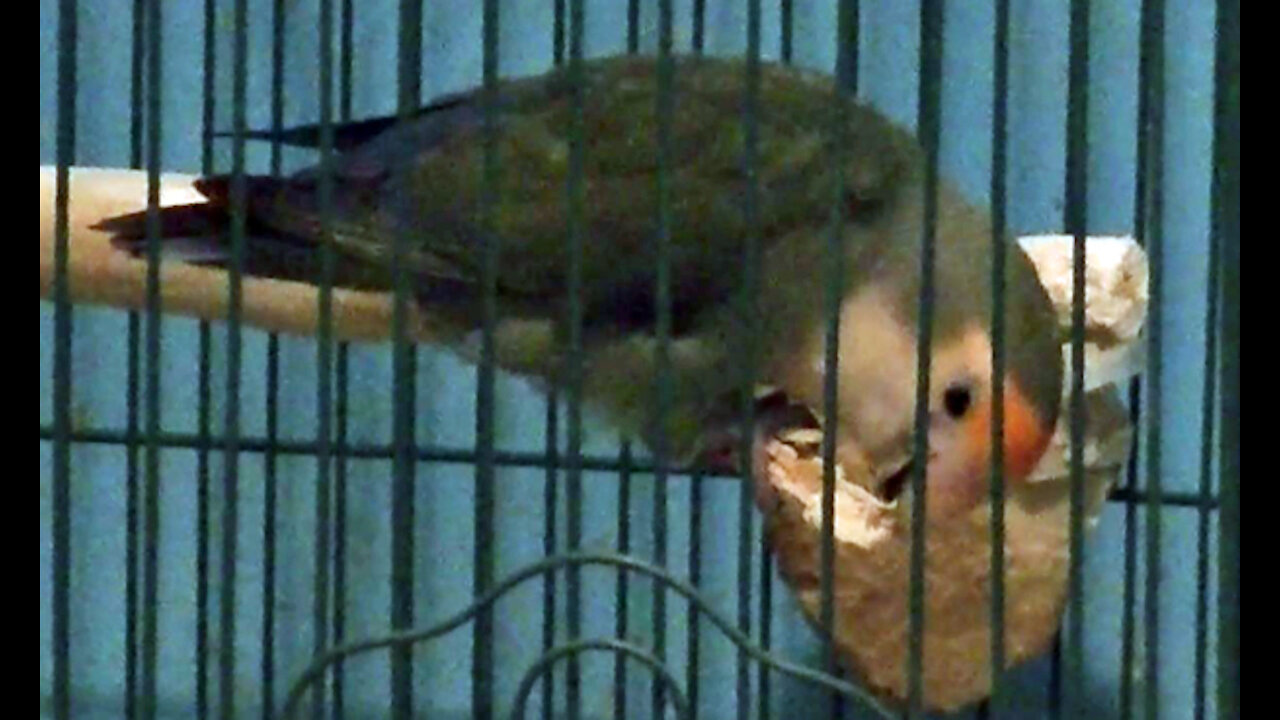 IECV PBV #73 | 👀 Peanut Once Again Eating At Her New Perch 6-26-2017