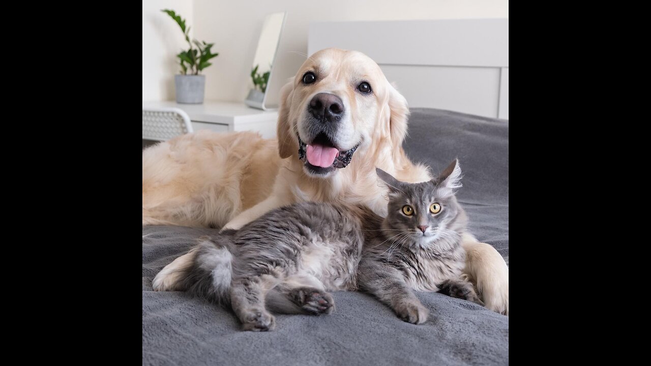 Funny cat and dog