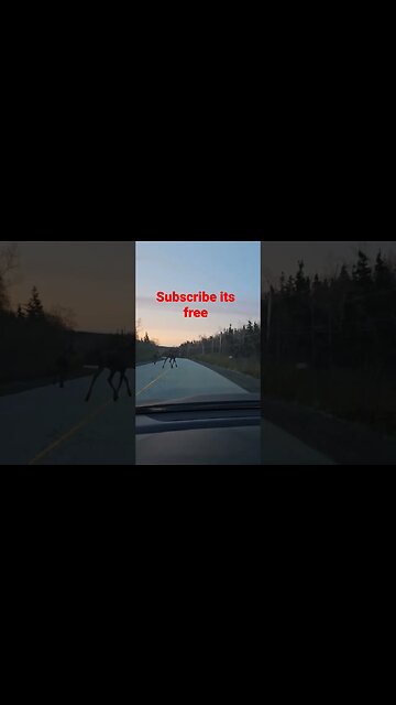 Moose on dash cam. moose on the loose #shorts