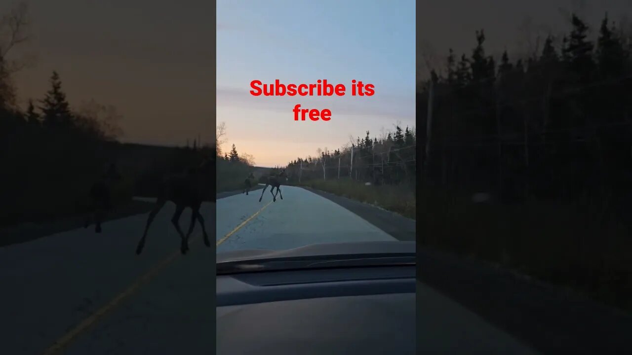 Moose on dash cam. moose on the loose #shorts