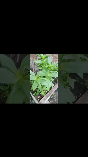 flores em solo diferentes #shorts