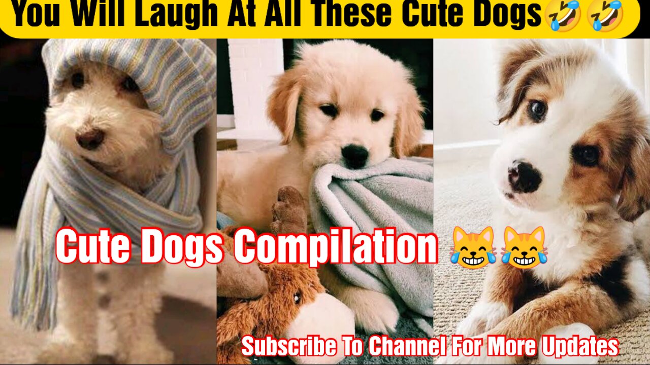 You will laugh at all the DOGS | Funny DOGS😹😹🐱