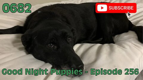 [0682] GOOD NIGHT PUPPIES - EPISODE 256 [#dogs #doggos #doggies #puppies #dogdaycare]