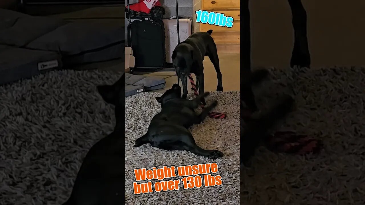 BEASTLY Dog Pulls lil Bro #shorts #funnydogs