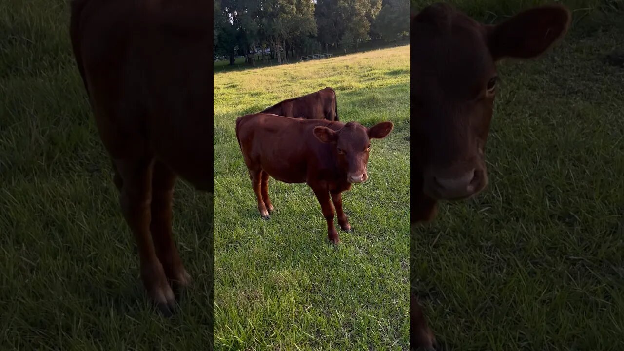 Cute 🥰 Calf #cows #cow #cattle #cattlefarm #cattleranch #cowvideos