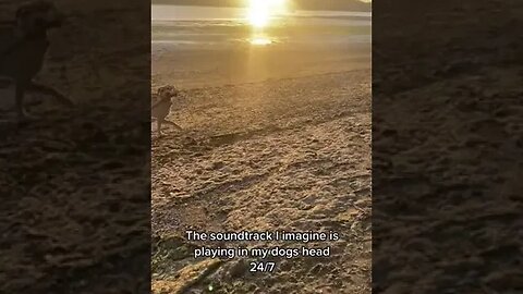 The sound track #funnyvideo #petvideos