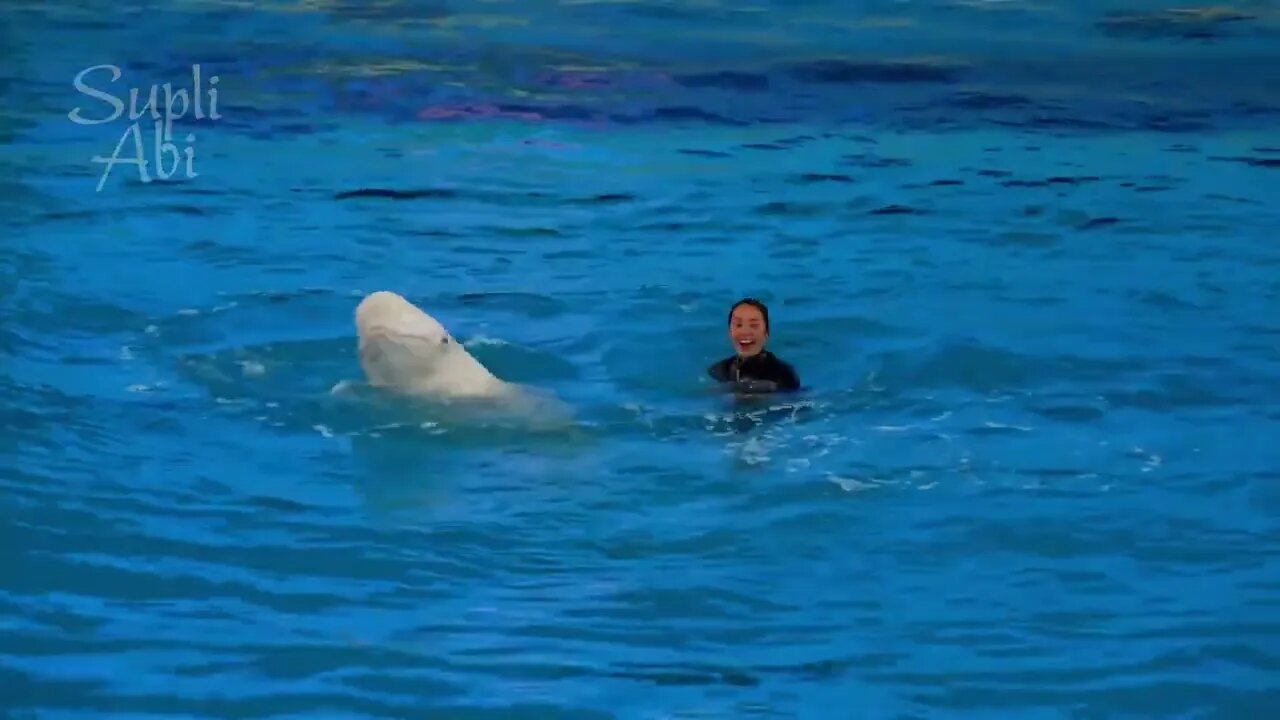 Beluga Whale Show At Yokohama Hakkeijima Sea Paradise