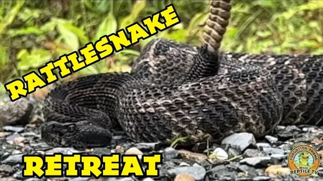 Timber Rattlesnake retreats