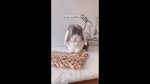 Funny Pets