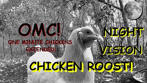 OMC! Night Vision Chicken Roost! Must See Chicken Action! #chickens #nightvision #candid #shorts