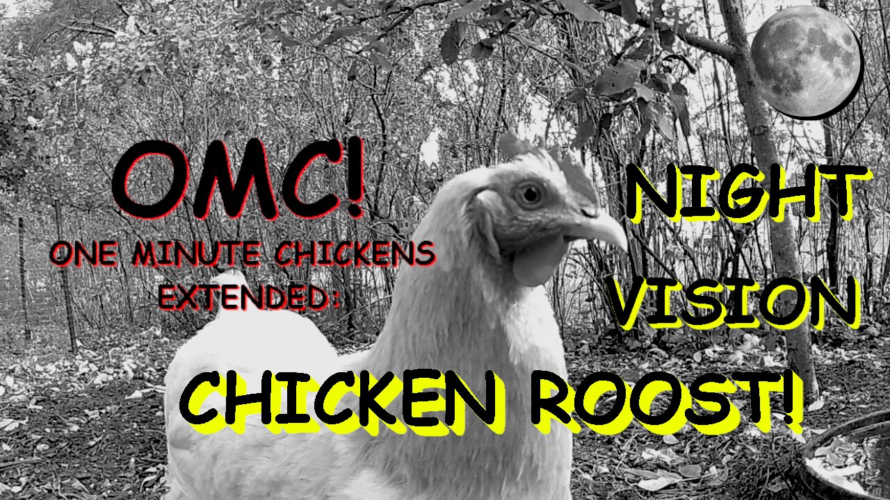 OMC! Night Vision Chicken Roost! Must See Chicken Action! #chickens #nightvision #candid #shorts
