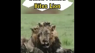 What happens when the Black Mamba bites the Lion? #shorts