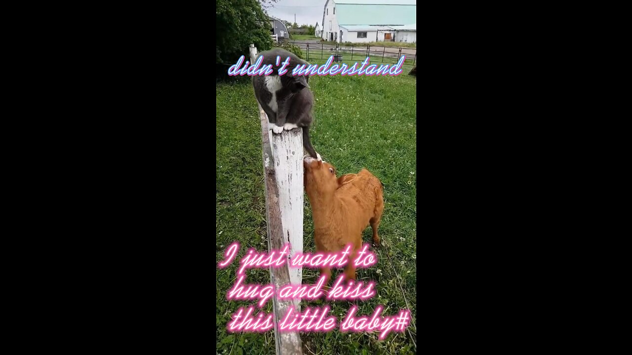 There are cattle and cats at home, cattle like to eat cat tails