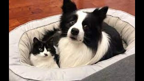 cat and dog