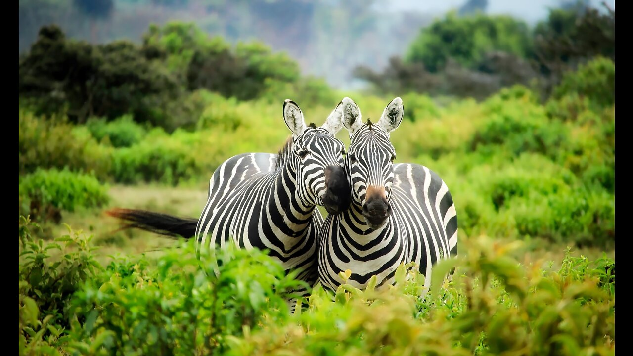 Amazing view of an wildlife animals