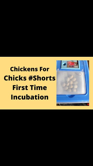 First Time Incubating Chicken Eggs Lockdown #Shorts