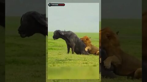 Lion🦁 attack buffalo🐃