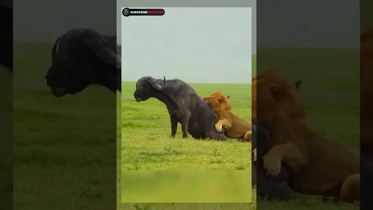 Lion🦁 attack buffalo🐃