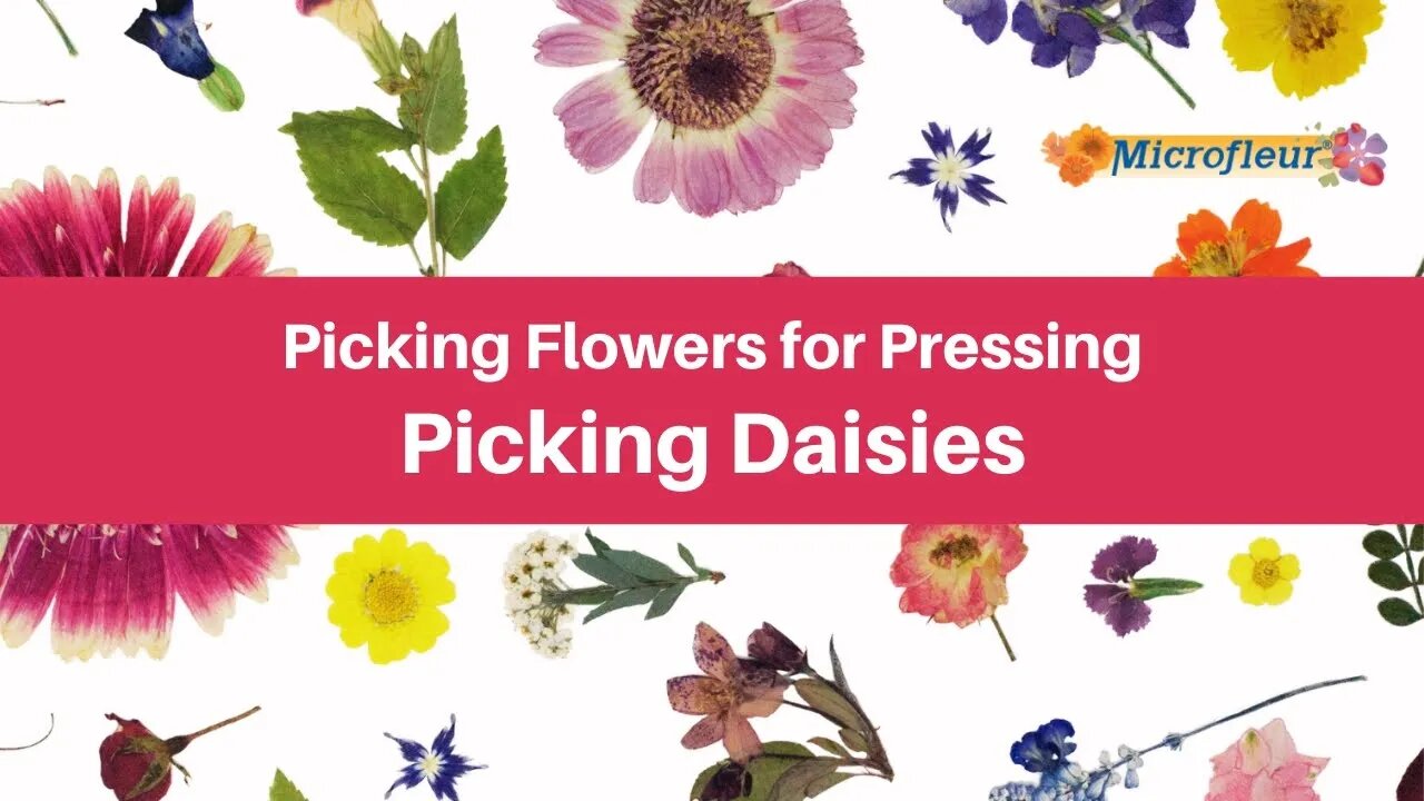 Picking Flowers for Pressing - Picking Daisies