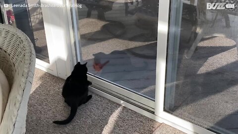 Glass window can't prevent cat and bird having fun together