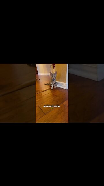 Meet three new family members ❤️