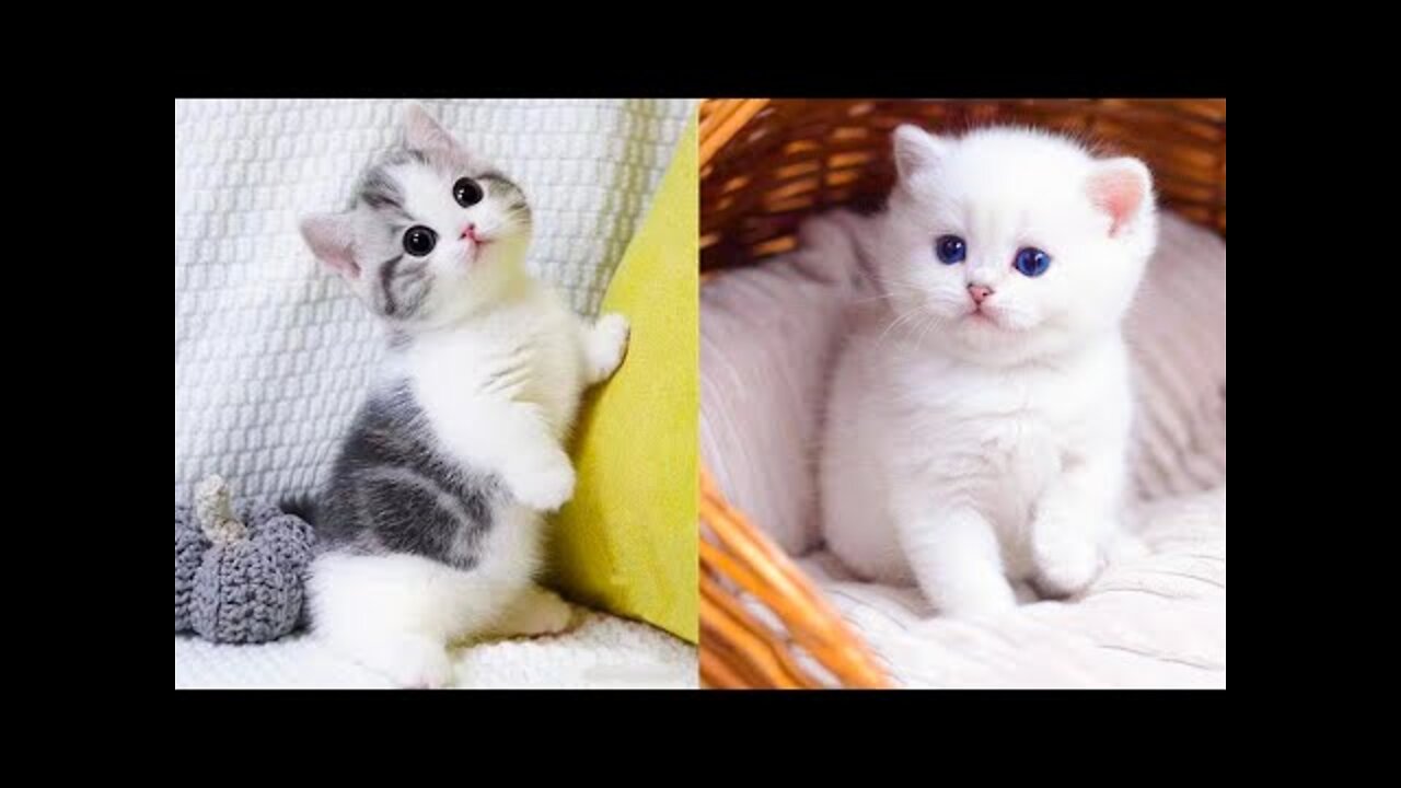 Baby Cats - Cute and Funny Cat Videos Compilation