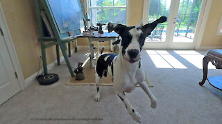 Happy Great Dane's Go Pro Pouncing And Bouncing Closeup Fun