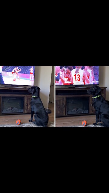 Patriotic pup really gets into the Olympics on TV