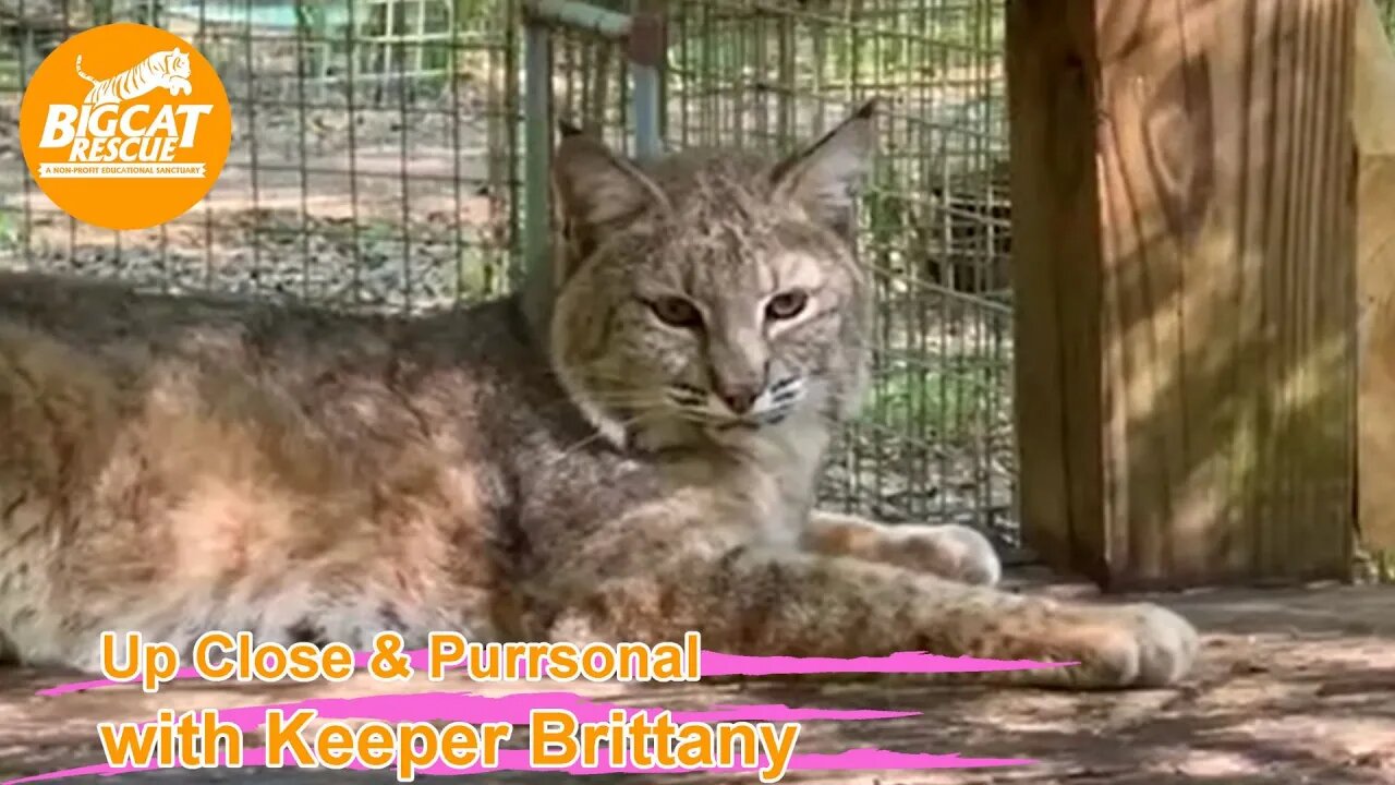 Big Cat Rescue LIVE Q&A with Brittany at Big Cat Rescue 03 06 2023