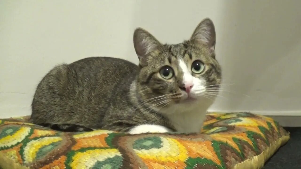 Cute Cat Loaf Unloafs Itself