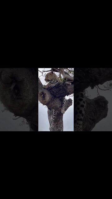 #leopard #wildlife #wildcats #shorts